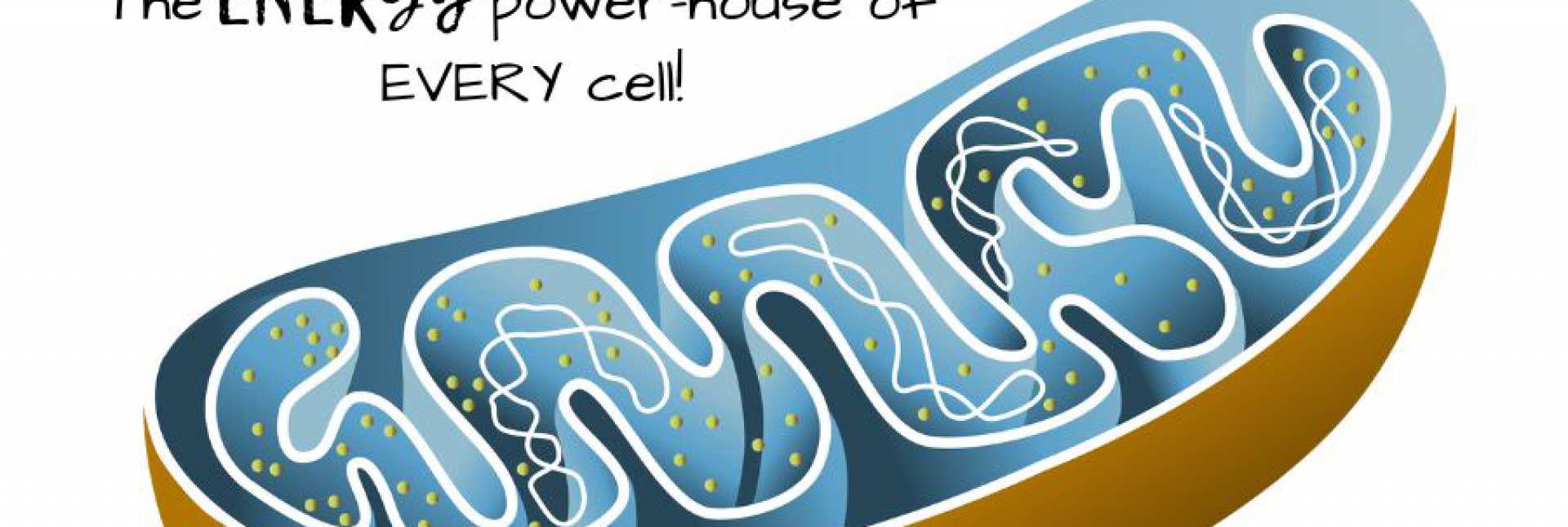 Mitochondria en de Cell Danger Response Mitochondria en de Cell Danger Response