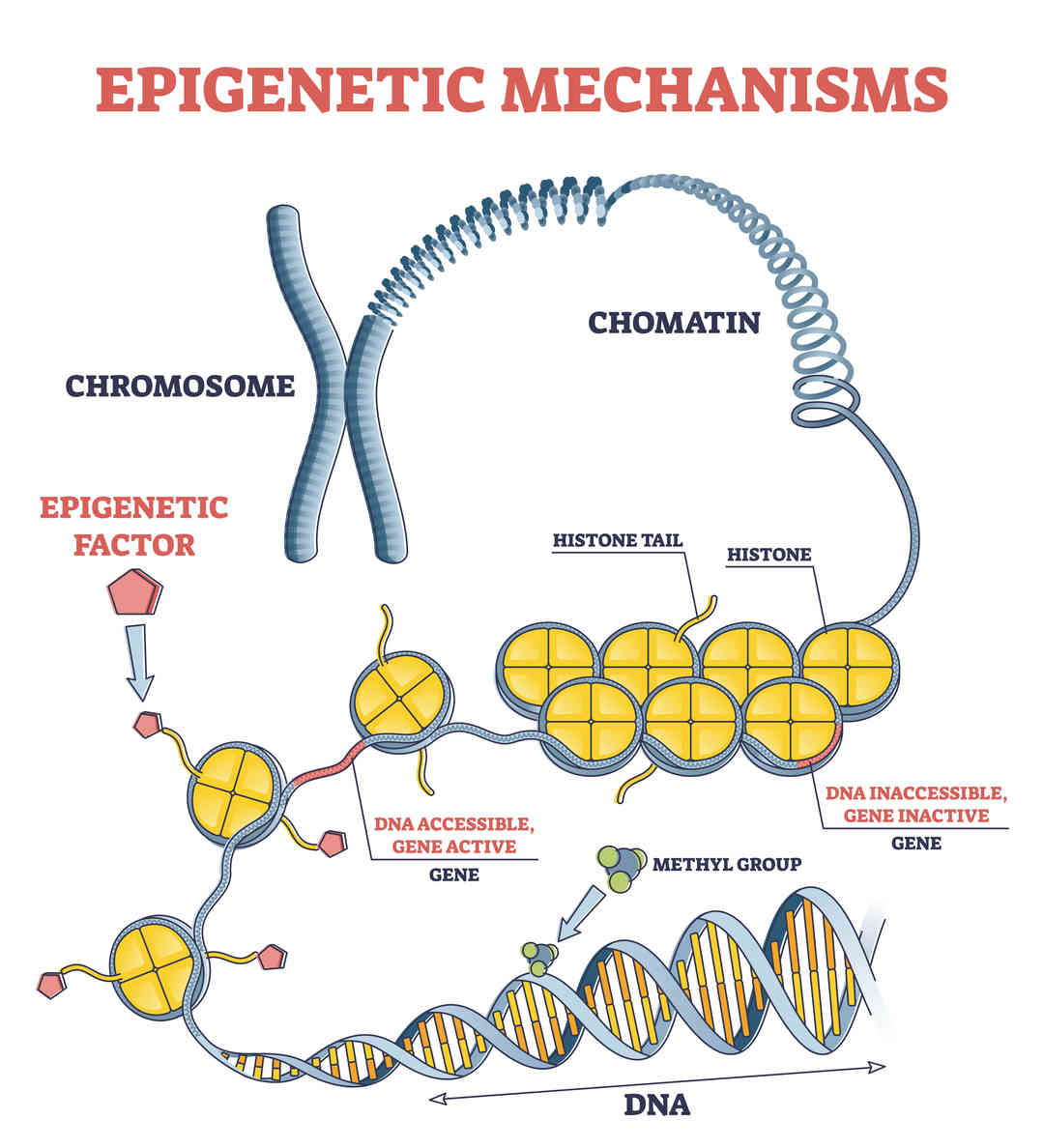 microbioom- epigenetica