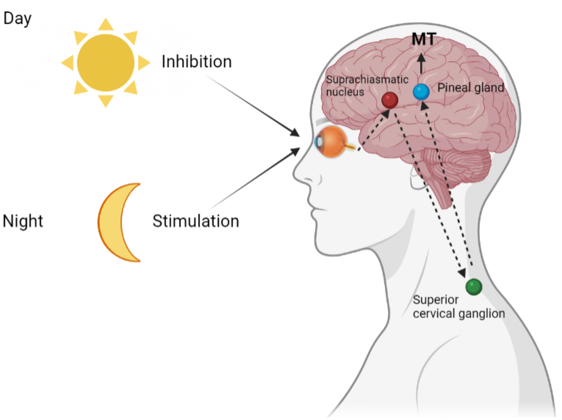 Melatonine