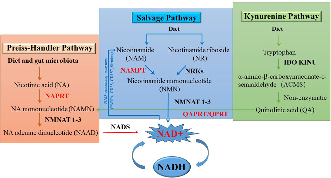 NAD+
