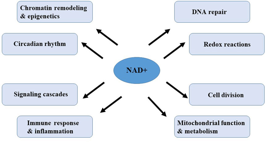 NAD+